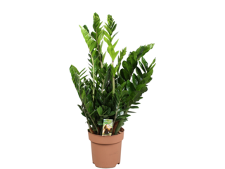 Zamioculcas K31