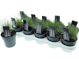 Festuca glauca K12