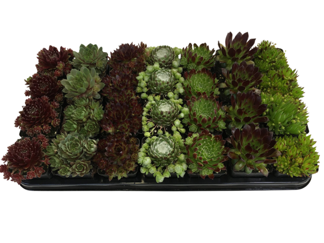 Obrázek produktu Sempervivum mix K7
