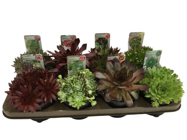 Obrázek produktu Sempervivum mix K14