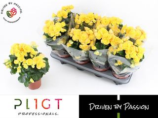 Begonia elatior žlutá K13