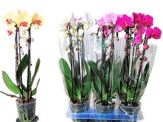 Phalaenopsis dvouvýhon Kaskáda, K12