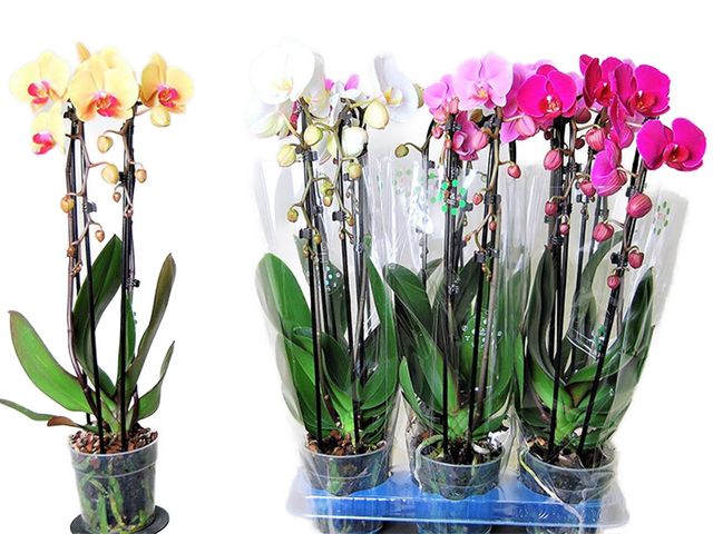 Obrázek produktu Phalaenopsis dvouvýhon Kaskáda, K12
