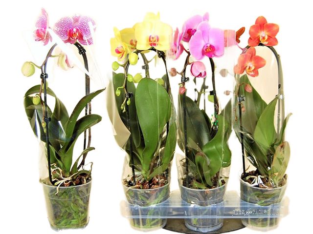 Obrázek produktu Phalaenopsis jednovýhon Kaskáda, K12