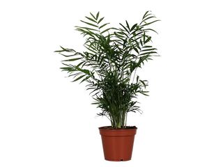 Chamaedorea elegans K17
