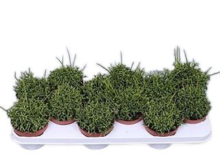Rhipsalis K10