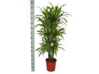 Dracaena Lemon Lime rozvětvená K27