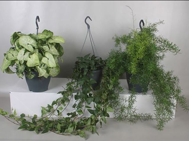 Command Ceiling Hooks Hanging Plants