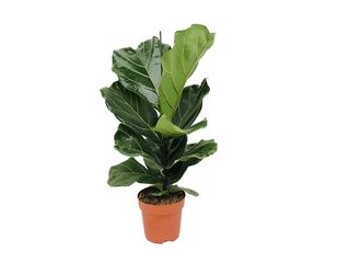 Ficus Lyrata K17