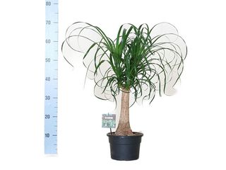 Beaucarnea kmen K19