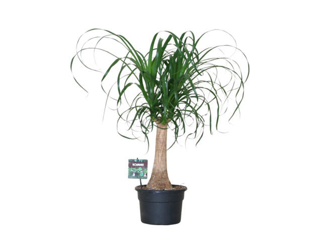 Obrázek produktu Beaucarnea kmen K19
