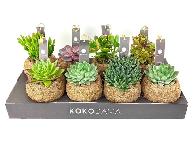 Obrázek produktu Sukulent Kokodama mix K12