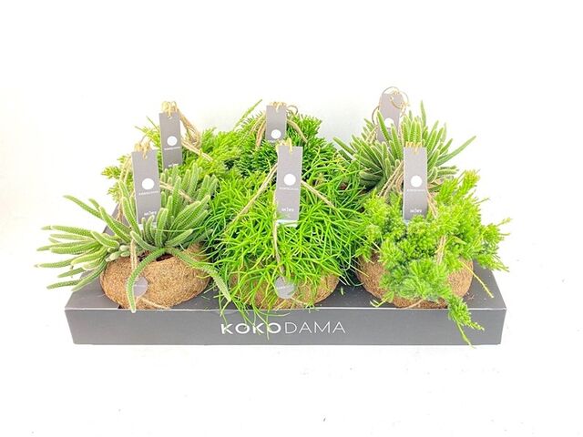 Obrázek produktu Rhipsalis mix Kokodama K15