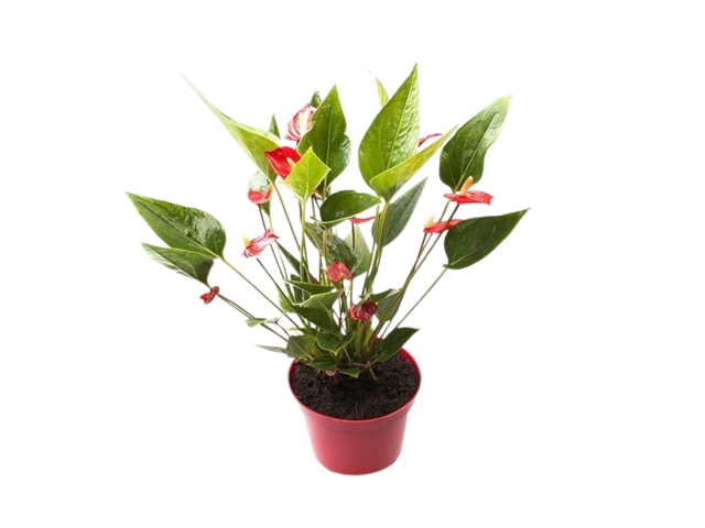 Obrázek produktu Anthurium andreanum 'Red' K12