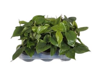 Philodendron Scandens K13