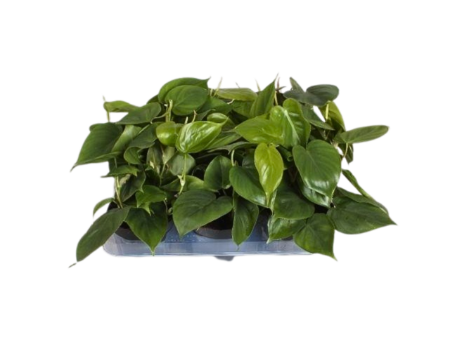 Obrázek produktu Philodendron Scandens K13