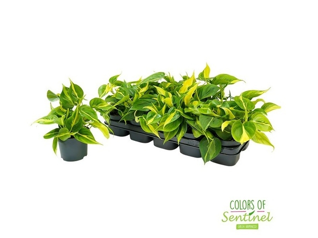 Obrázek produktu Philodendron Brasil K13