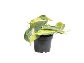 Philodendron Brasil K13
