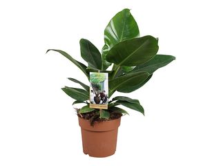 Philodendron Imperial Green K17