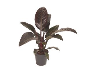 Philodendron Imperial Red K19