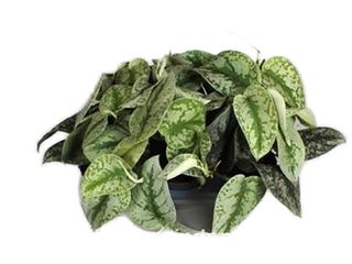 Scindapsus Pictus K12