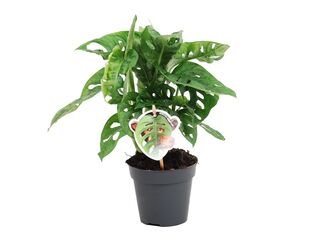 Monstera Monkey Leaf K12