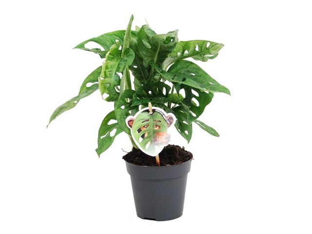 Obrázek produktu Monstera Monkey Leaf K12