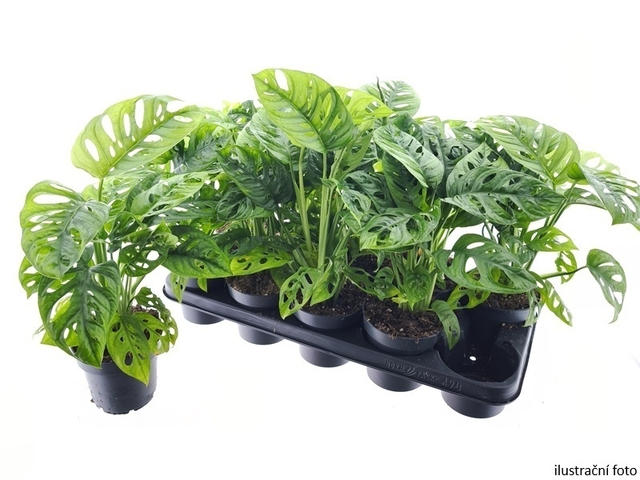 Obrázek produktu Monstera Monkey Leaf kokosový květináč K12