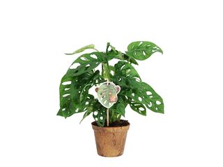 Monstera Monkey Leaf kokosový květináč K12