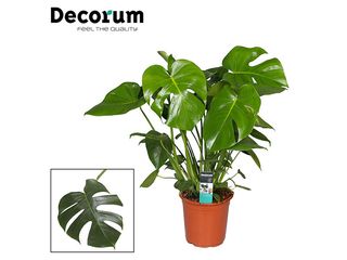 Monstera deliciosa K21