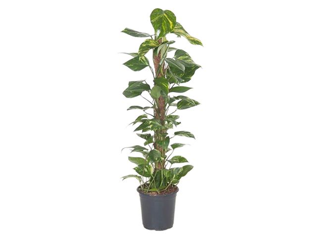 Obrázek produktu Epipremnum Pinnatum K21