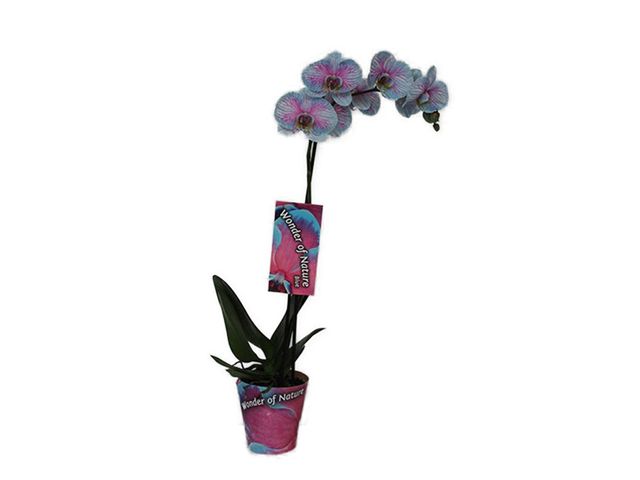Obrázek produktu Phalaenopsis dvounovýhon Wonder of nature K12, 12 květů