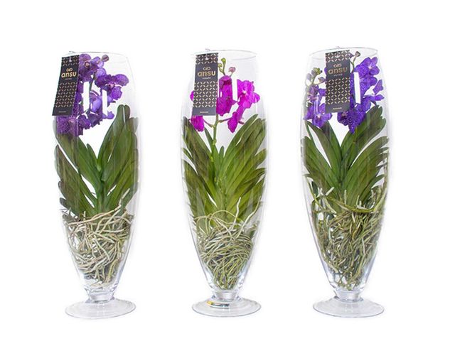Orchidej Vanda Ve Skle Prodej (vanda orchideje, Vanda orchidej, vanda orchidejí) Orchidej Vanda Ve Skle Prodej
