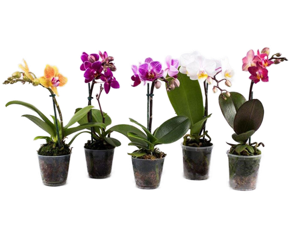 Phalaenopsis mix little lady K6. EAN: 8718838223851