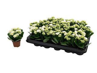 Kalanchoe mix K9