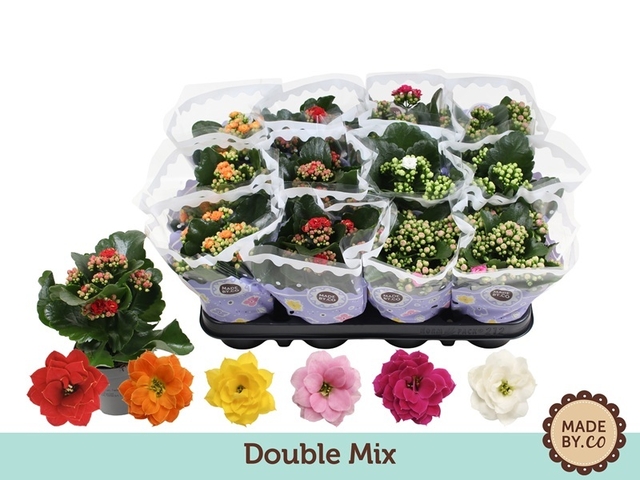 Obrázek produktu Kalanchoe mix K9