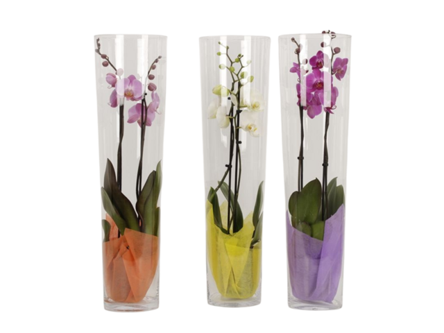Obrázek produktu Phalaenopsis ve skle K12
