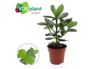 Clusia rosea Princess K12