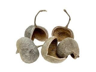 Plod tropický Buddha nut, 10-12cm, 6ks