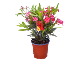 Nerium Oleander K14