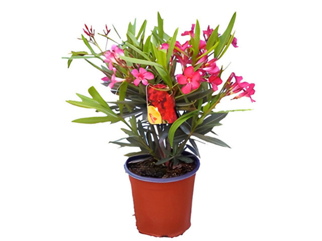 Obrázek produktu Nerium Oleander K14