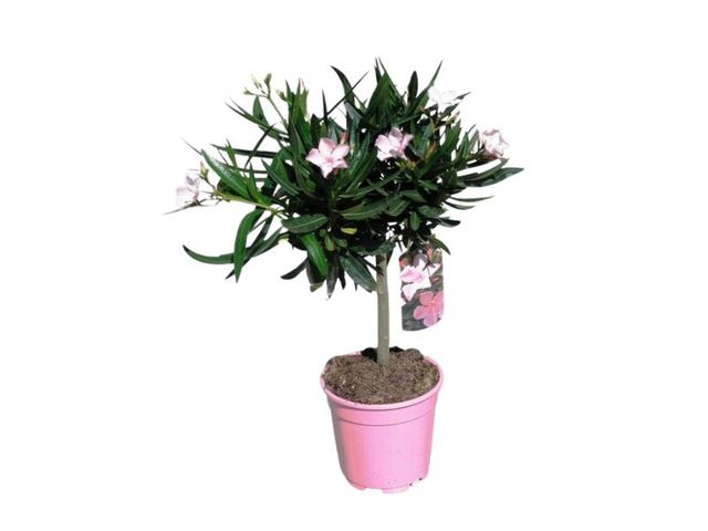 Obrázek produktu Nerium Oleander minikmínek K14