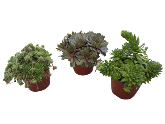 Obrázek produktu Sempervivum K14