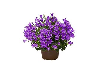 Campanula p. Blue-White K10,5