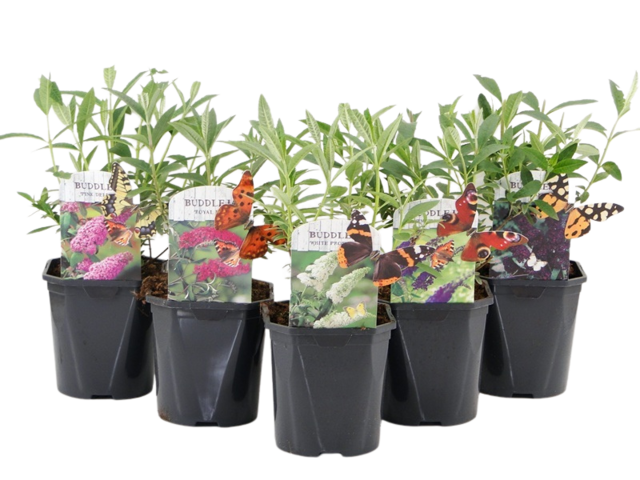 Obrázek produktu Keře Butterfly mix K2l