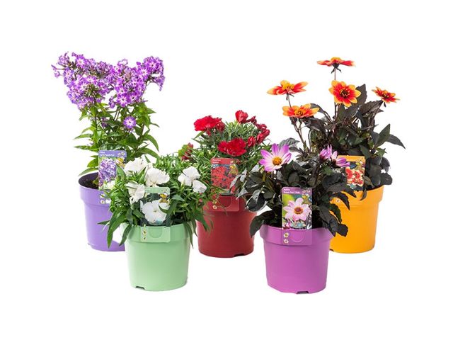 Obrázek produktu Bee friendly K15, mix trvalek