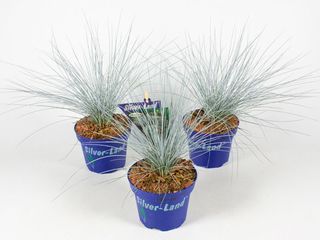 Festuca Glauca Silverland K12