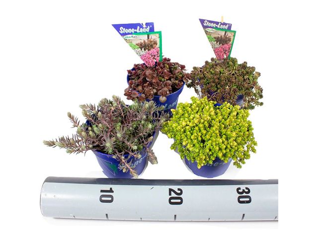 Obrázek produktu Sedum K12 mix