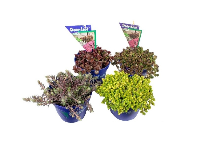 Obrázek produktu Sedum K12 mix