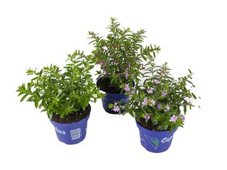 Cuphea hyssopifolia K11 mix